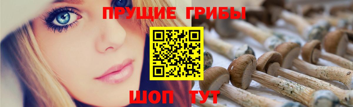 Псилоцибиновые грибы GOLDEN TEACHER  Вход с VPN  Тосно  Псилоцибиновые грибы Psilocybine cubensis 